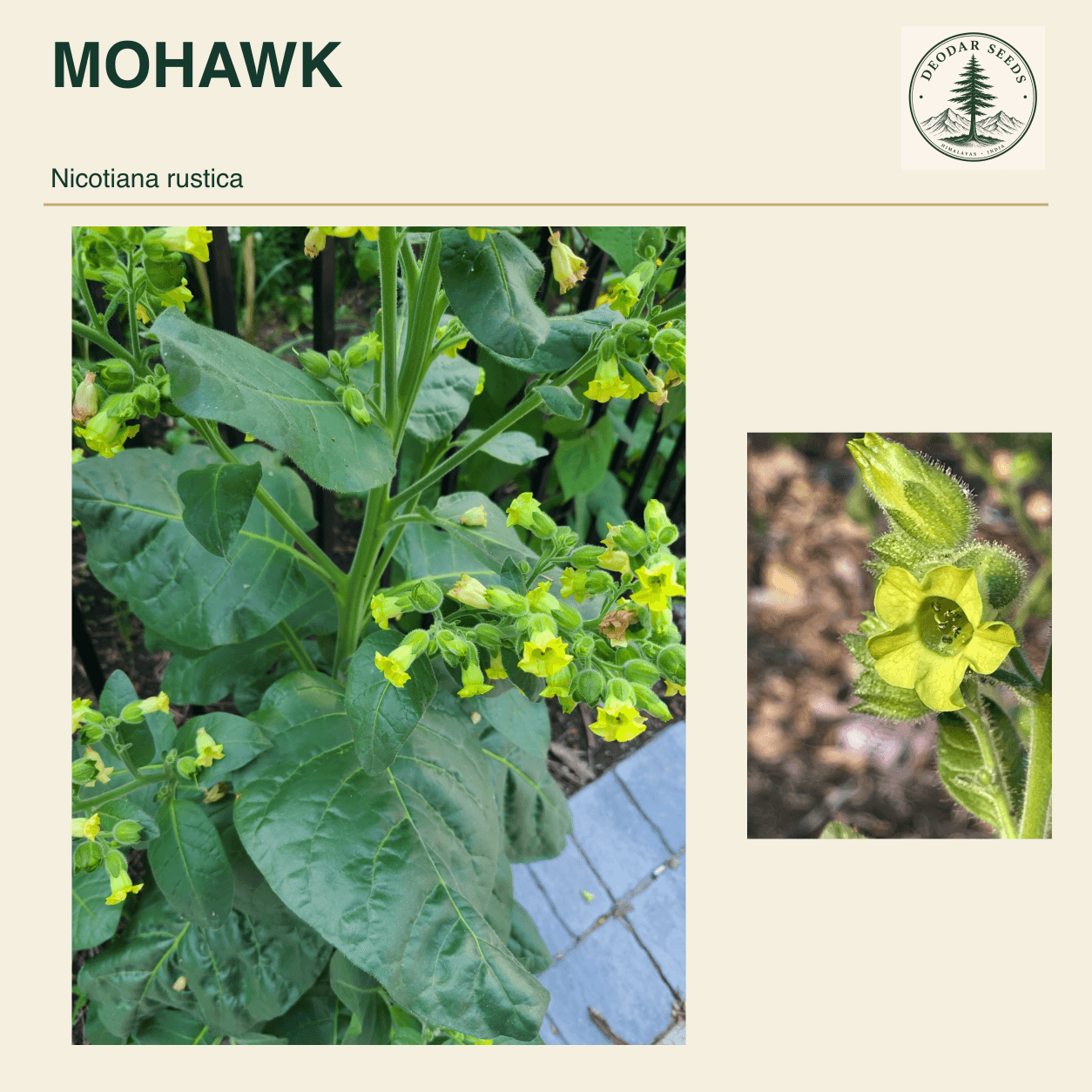 MOHAWK Nicotiana rustica seed cover with two views of green leaves and yellow-green flowers.