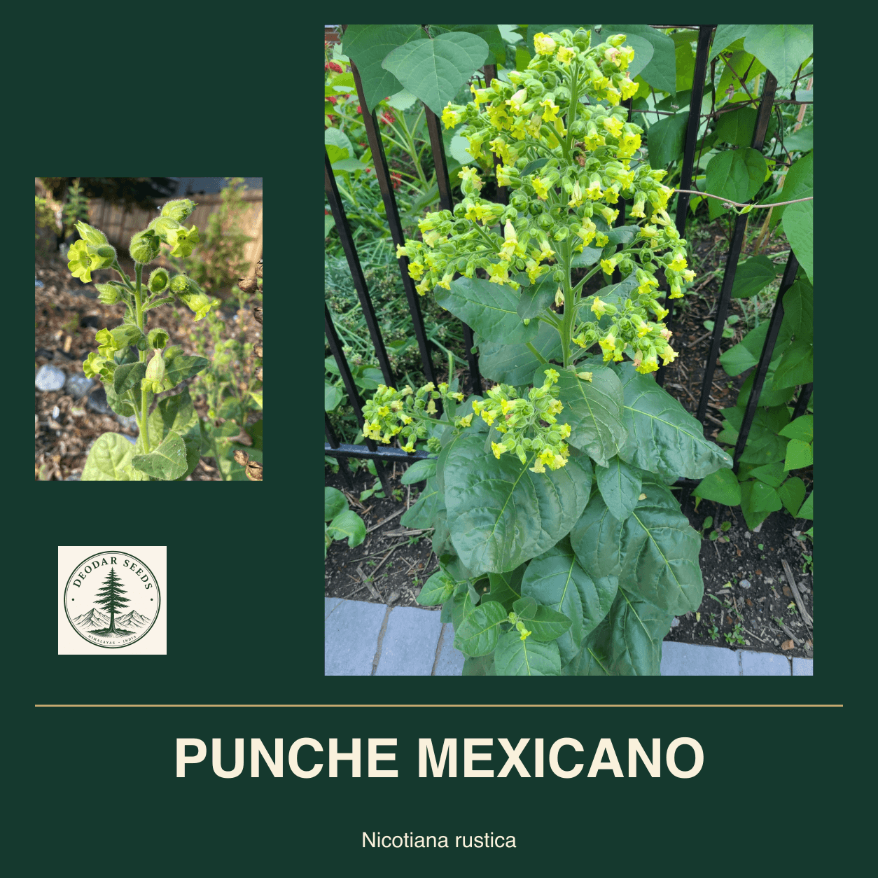 PUNCHE MEXICANO Nicotiana rustica seed cover with two views of green leaves and yellow-green flowers.