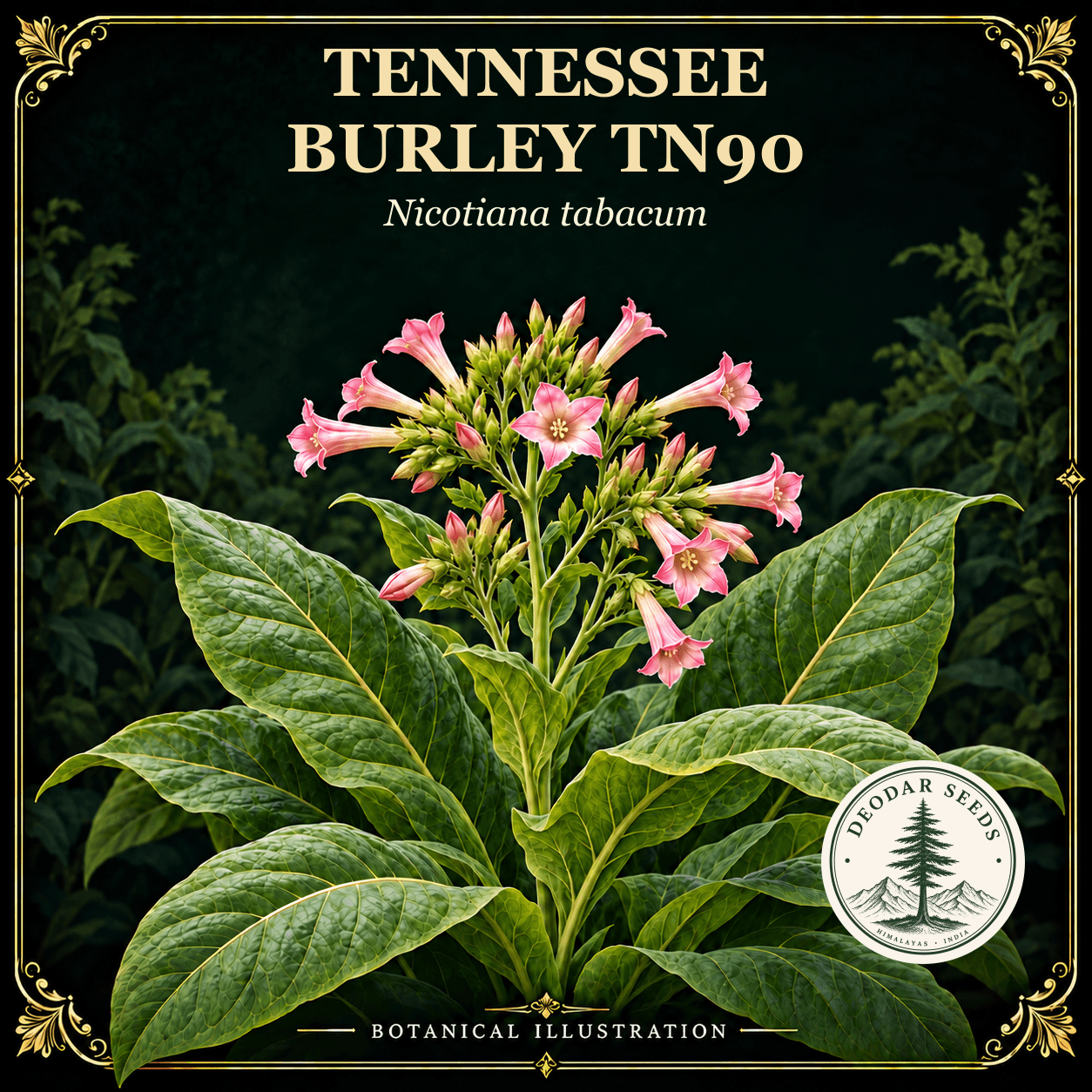 Illustrated cover: TENNESSEE BURLEY TN90 (Nicotiana tabacum)