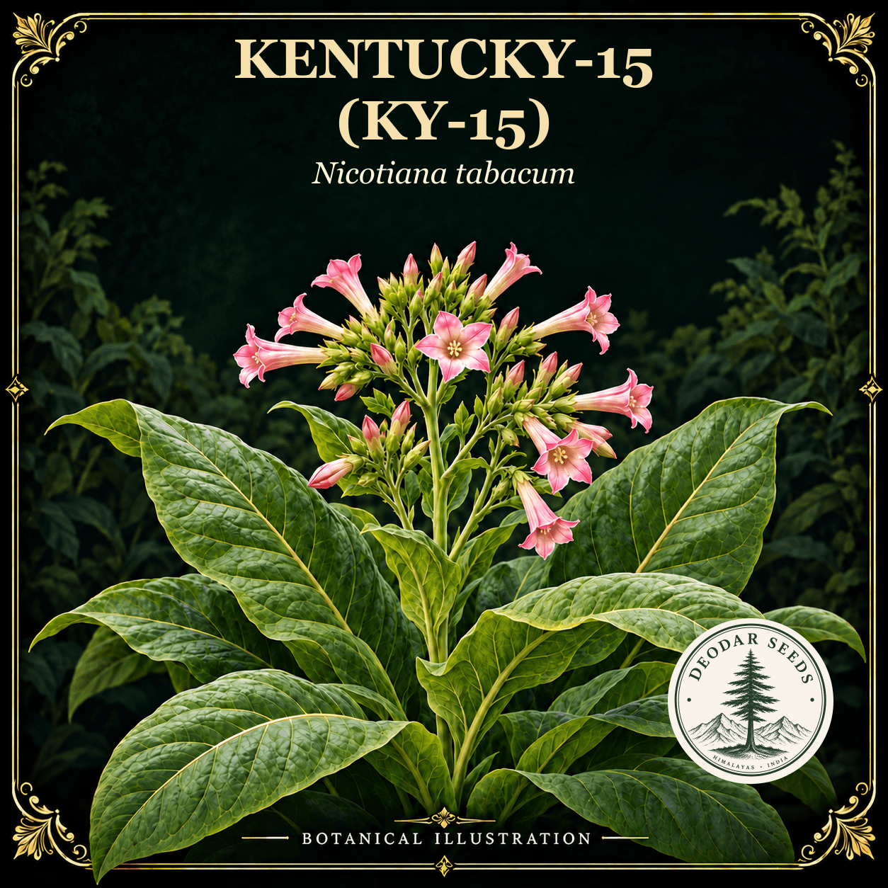 Illustrated cover: KENTUCKY-15 (KY-15) (Nicotiana tabacum)