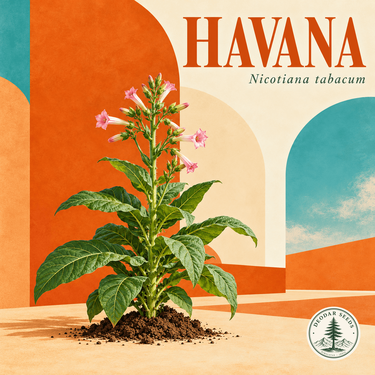 Illustrated cover: HAVANA (Nicotiana tabacum)