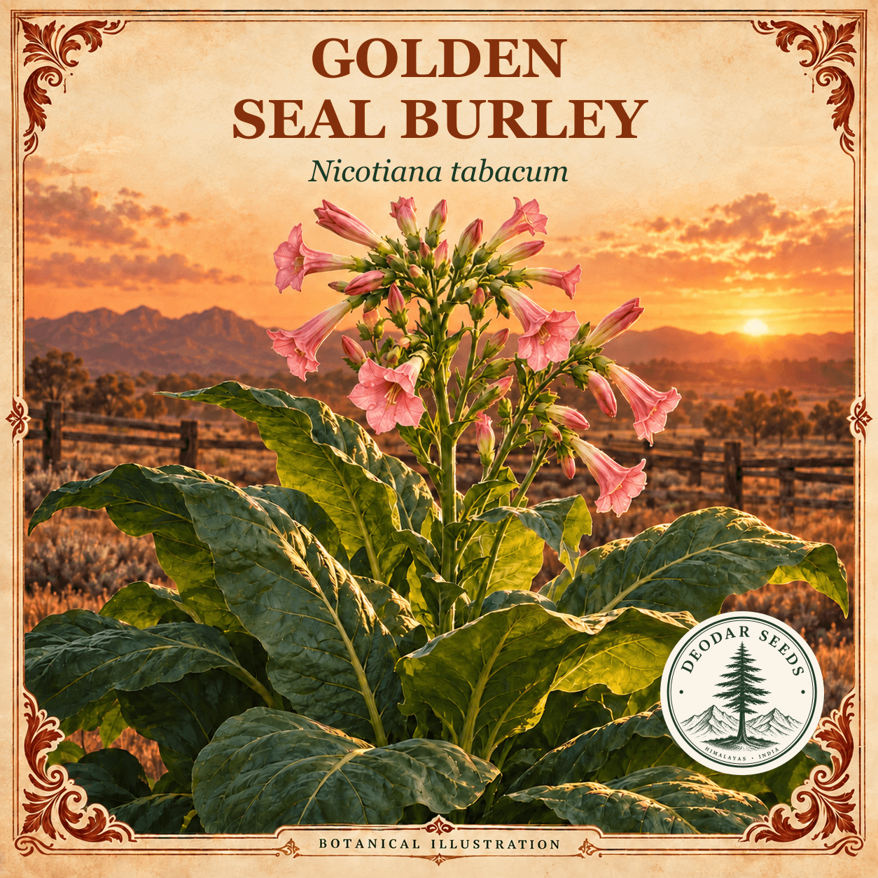 Illustrated cover: GOLDEN SEAL BURLEY (Nicotiana tabacum)