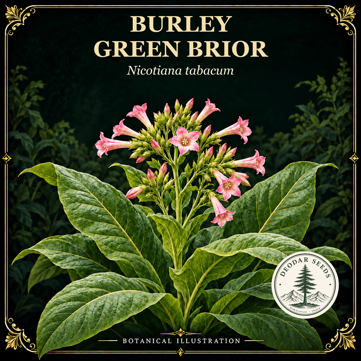 Illustrated cover: BURLEY GREEN BRIOR (Nicotiana tabacum)