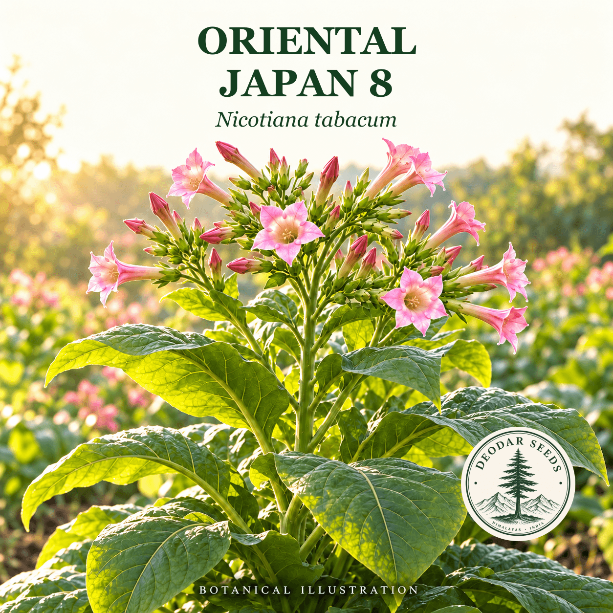 Illustrated cover: ORIENTAL JAPAN 8 (Nicotiana tabacum)