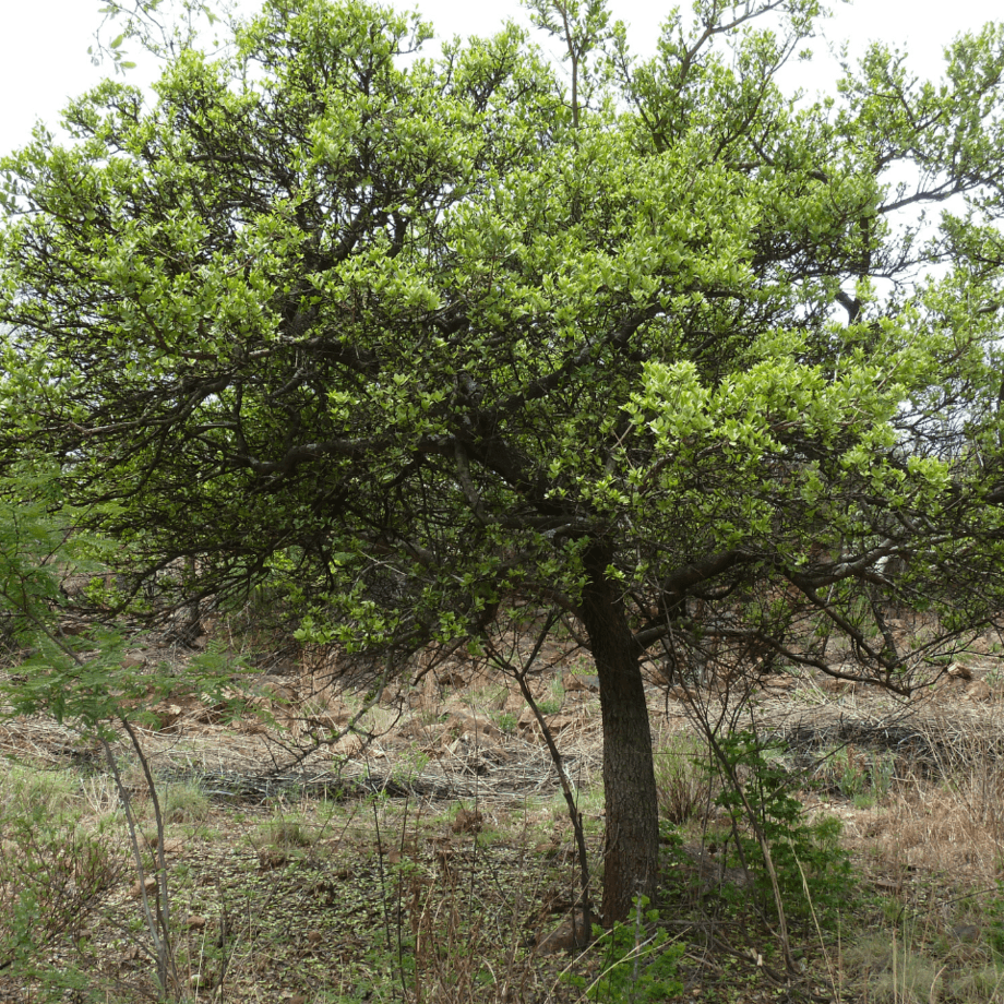 Strychnos nux-vomica seeds growing guide